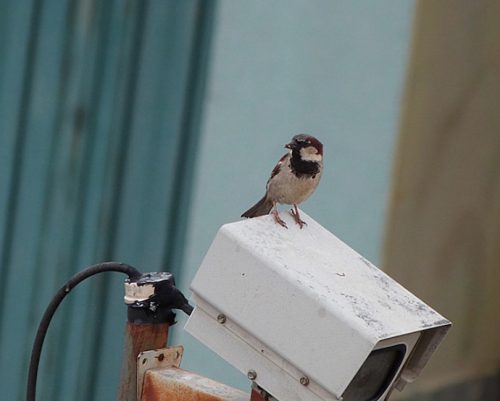 Vigilancia. Foto: Luis Carlos Fernandes/ Flickr