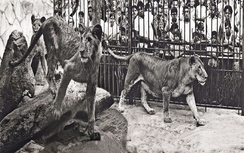 De zoológicos y fotógrafos entre fieras - Cubaperiodistas