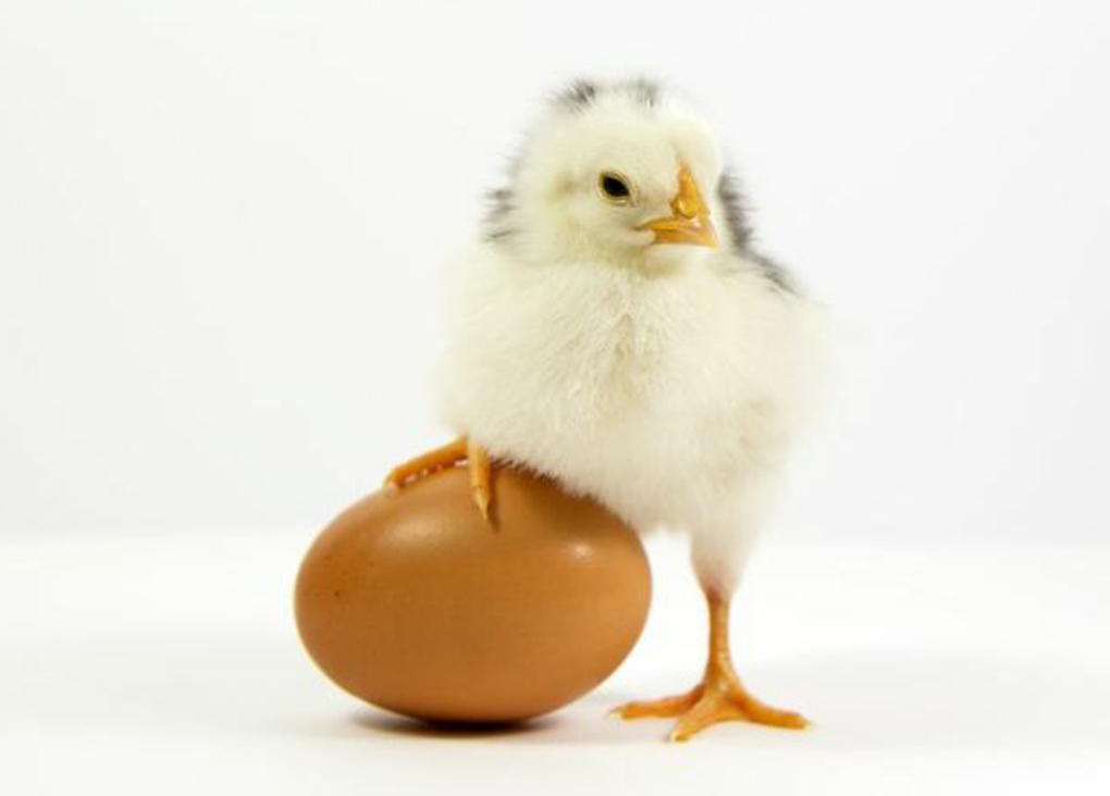 Gallina Real - 🍳💖 Este año, elige nutrirte. Los huevos de Gallina Real  son la opción perfecta para una alimentación consciente y deliciosa. ¿Te  unes a nosotros en este viaje hacia un